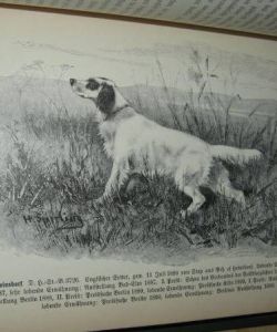 Der Jagdhund, Seine Züchtung, Erziehung, Wartung, Dressur und Führung