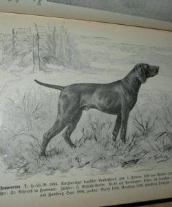 Der Jagdhund, Seine Züchtung, Erziehung, Wartung, Dressur und Führung