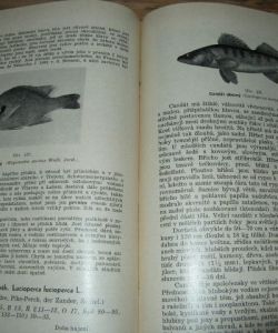 Rybářský sport