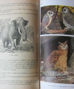 Živočichopis a nauka o člověku