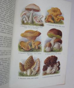 Velký ilustrovaný přírodopis všech tří říší  III. Botanika