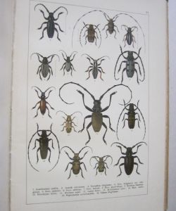 Atlas brouků středoevropských