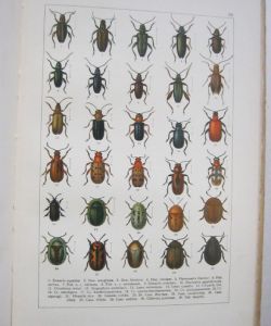 Atlas brouků středoevropských