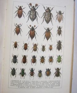 Atlas brouků středoevropských